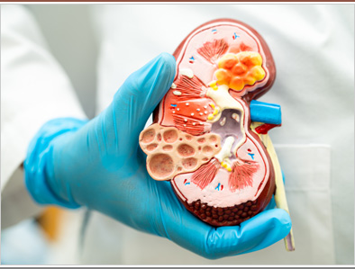 Dra. Esther Garza - Urología - Contacto